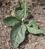 Verbascum phoeniceum