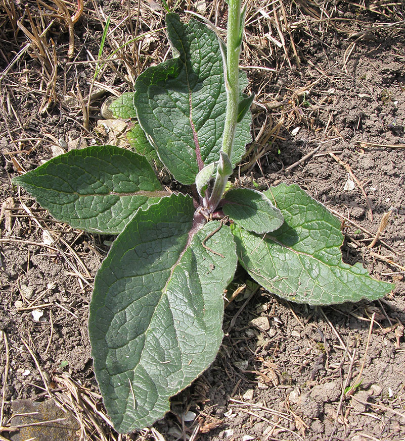 Image of Verbascum phoeniceum specimen.