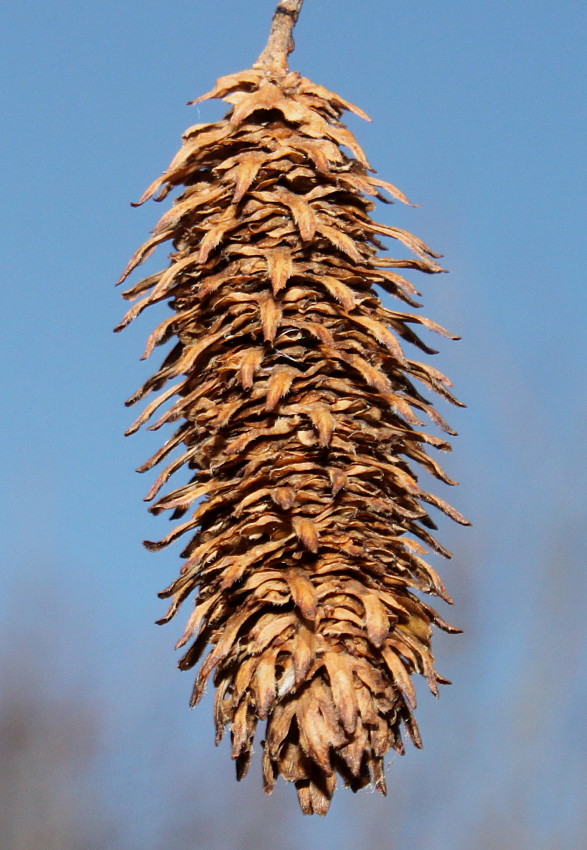 Image of Betula albosinensis specimen.