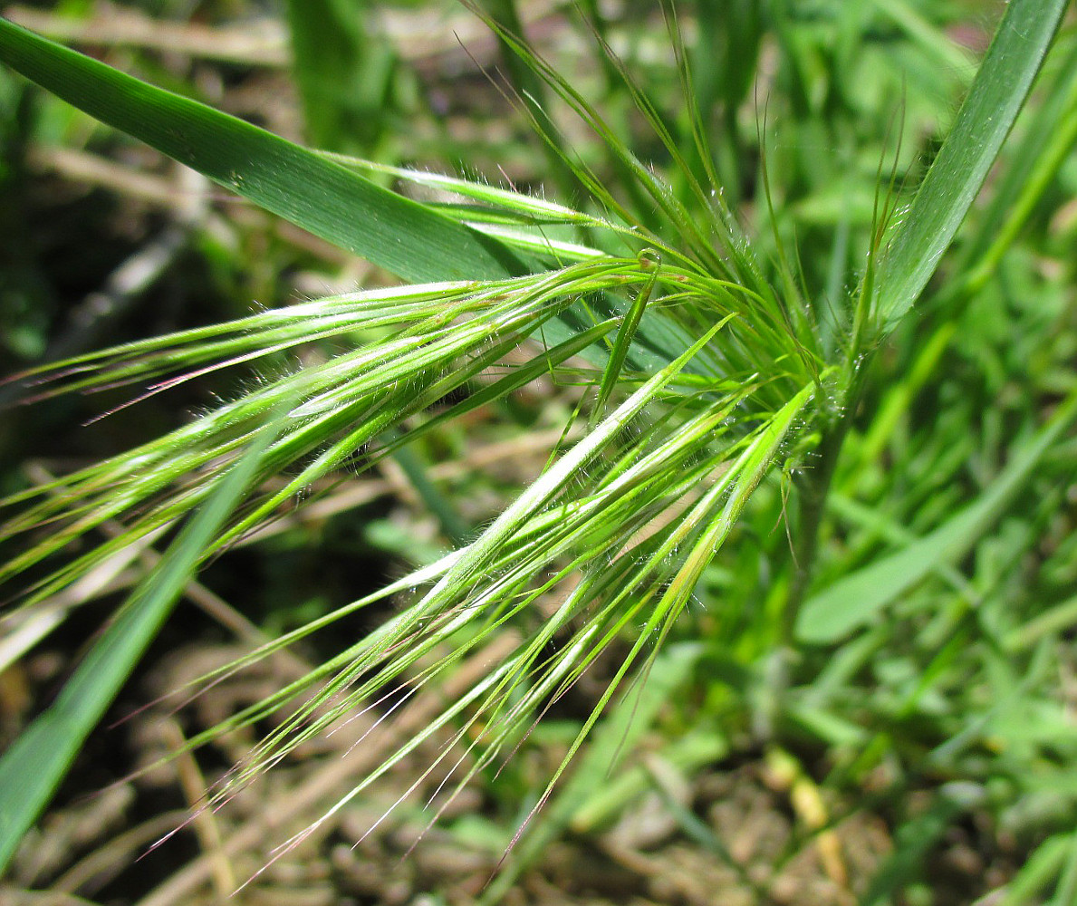 Изображение особи Anisantha tectorum.