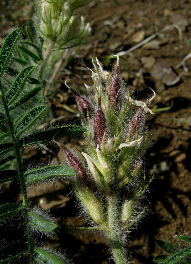 Изображение особи Oxytropis pallasii.