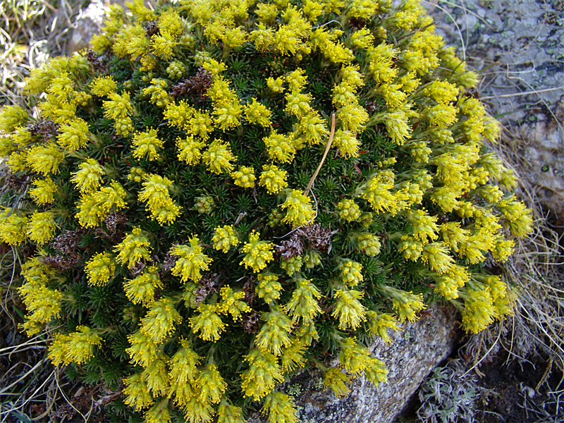 Изображение особи Saxifraga scleropoda.