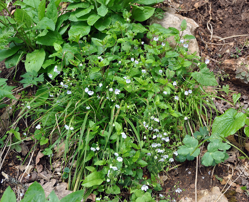 Image of Veronica peduncularis specimen.