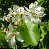 Pyrus communis. Верхушка веточки с соцветием. Ростовская обл., дельта Дона, Азовский р-н, Задонье, луг. 27.04.2014.