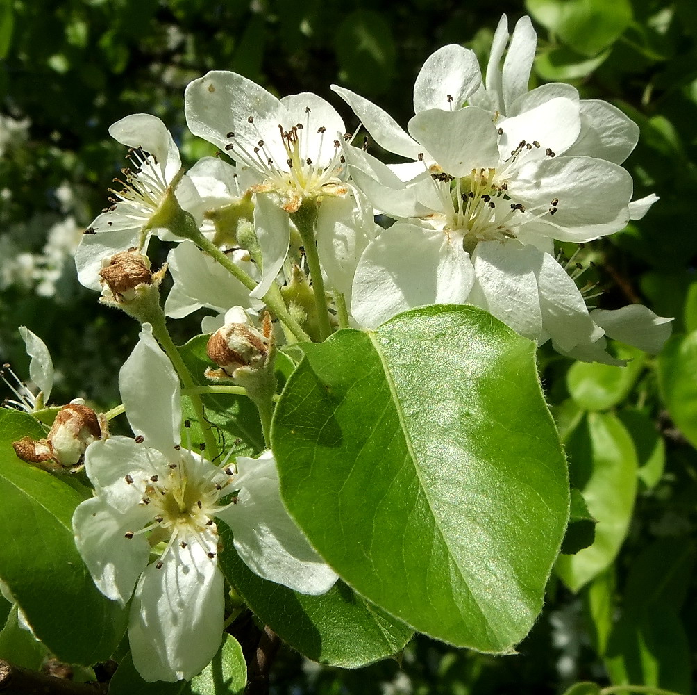 Image of Pyrus communis specimen.