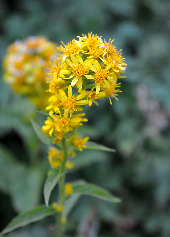 Изображение особи Solidago cuprea.