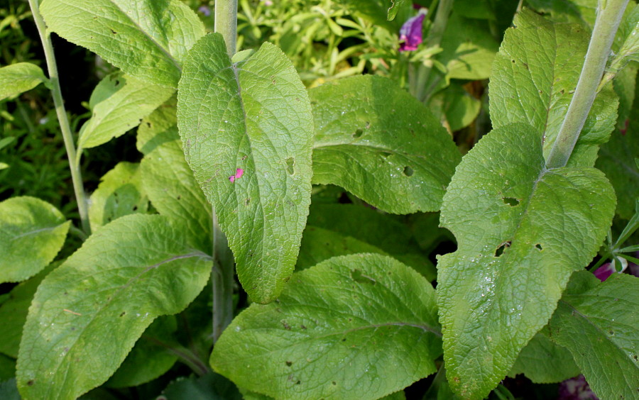 Image of Digitalis purpurea specimen.