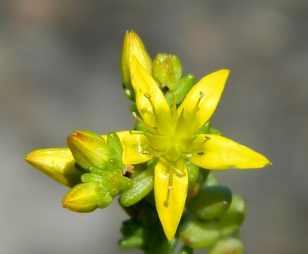 Изображение особи Sedum acre.