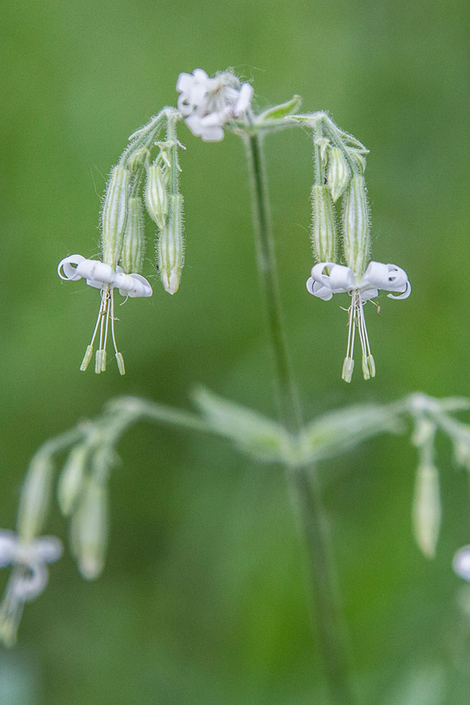 Image of Silene nutans specimen.