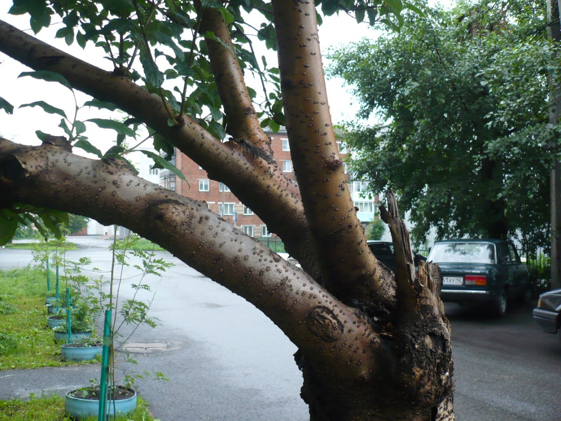 Image of Syringa josikaea specimen.