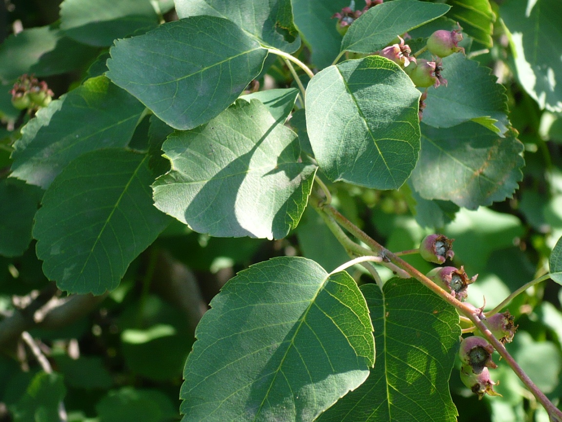 Изображение особи Amelanchier alnifolia.