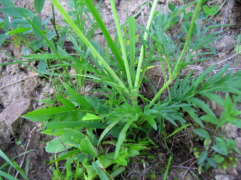 Изображение особи Scabiosa columbaria.