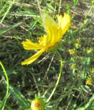 Coreopsis grandiflora