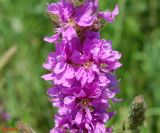 Lythrum salicaria