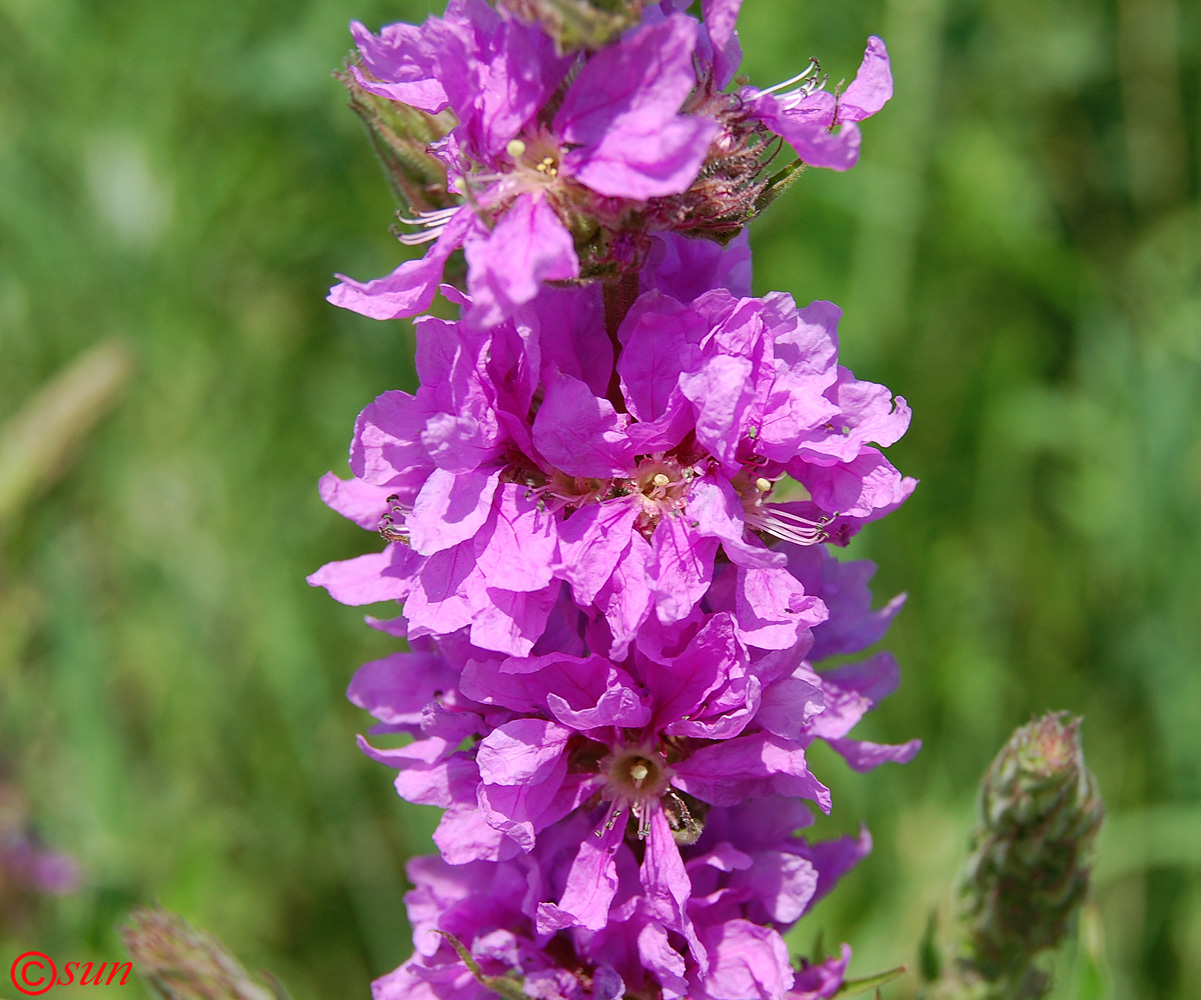 Image of Lythrum salicaria specimen.