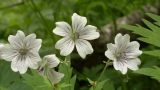 Geranium krylovii