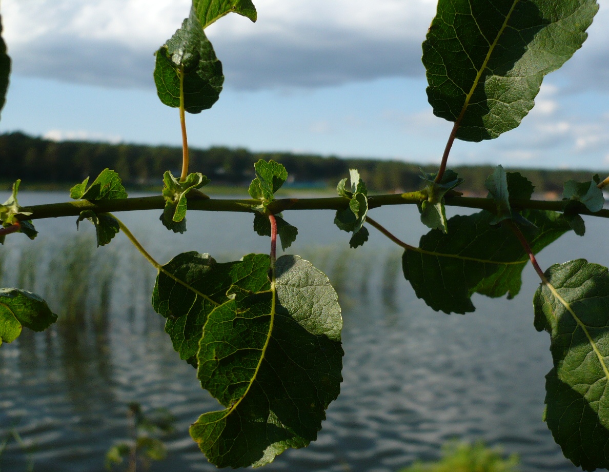 Изображение особи Salix pyrolifolia.