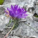 Edraianthus tenuifolius