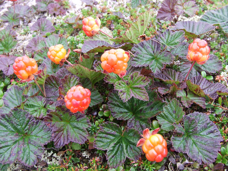 Изображение особи Rubus chamaemorus.