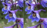 Delphinium retropilosum