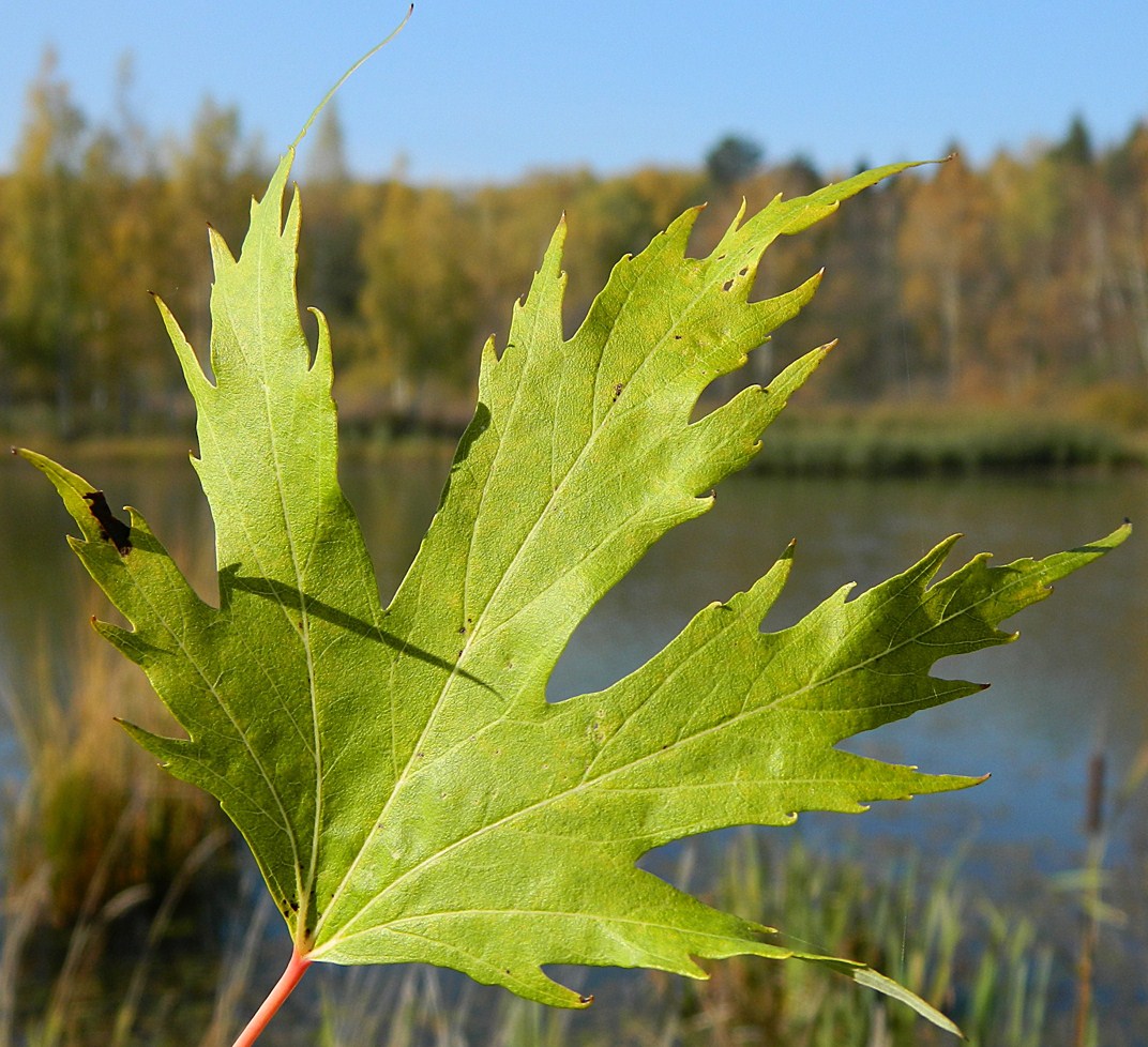 Image of Acer saccharinum specimen.