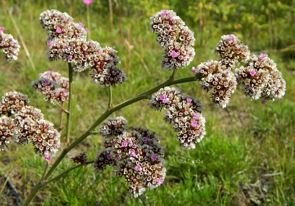 Изображение особи Goniolimon speciosum.