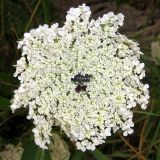 Daucus carota