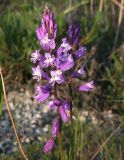 Polygala cretacea