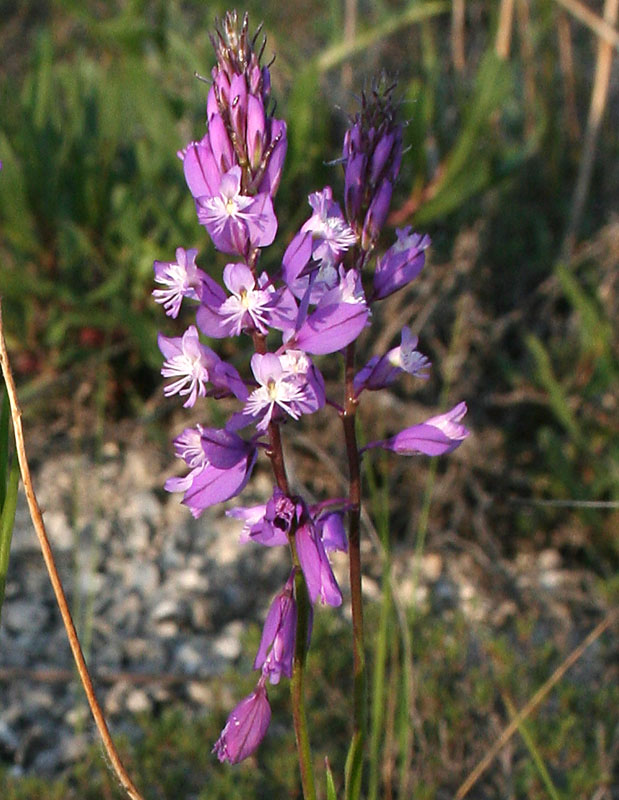 Image of Polygala cretacea specimen.