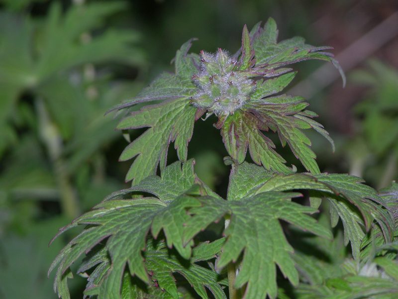 Image of Geranium erianthum specimen.