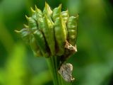 Trollius riederianus