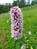 Bistorta officinalis