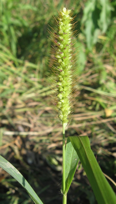 Image of Setaria pumila specimen.