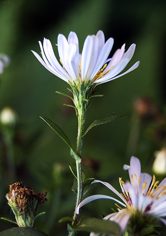 Изображение особи Symphyotrichum novi-belgii.