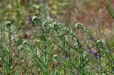 genus Achillea. Верхушки побегов с нераскрывшимися соцветиями. Краснодарский край, окр. Новороссийска, обочина дороги в урочище \"Дюрсо\" недалеко от Абрау-Дюрсо. 03.06.2009.