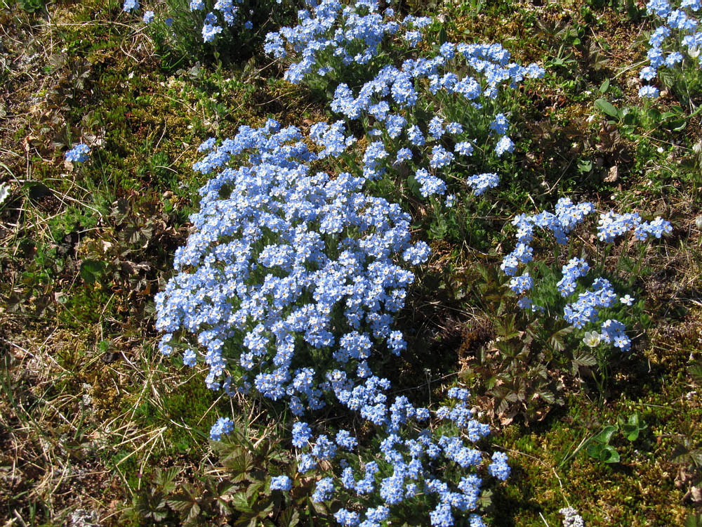 Изображение особи Eritrichium villosum.