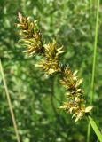 Carex vulpina