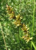 Carex vulpina. Соплодие. Архангельская обл., Вельский р-н, окр. пос. Усть-Шоноша, заболоченное место у дороги. 02.07.2011.