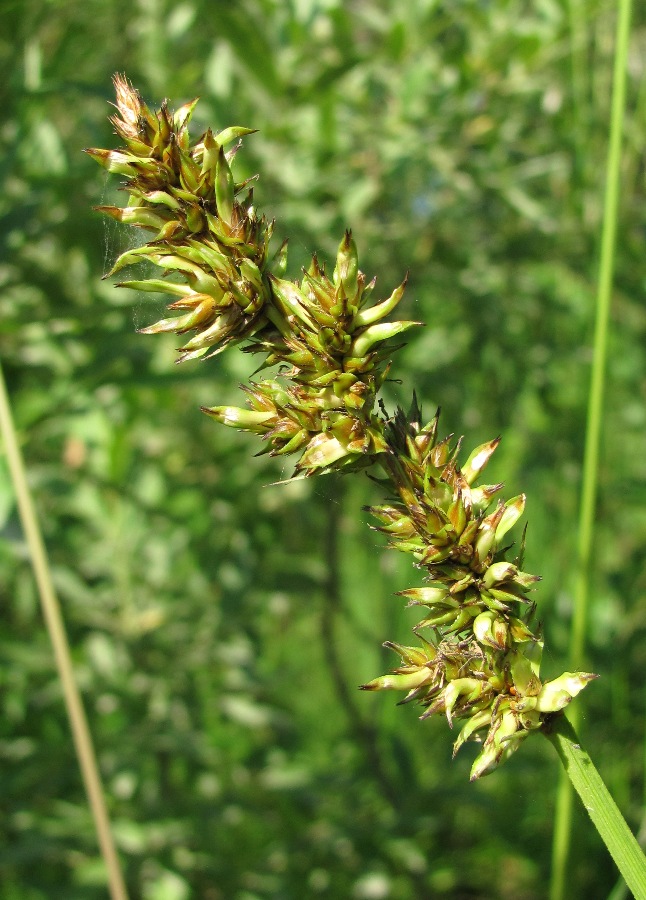 Изображение особи Carex vulpina.