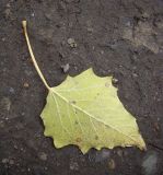 genus Populus