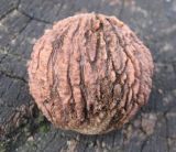 Juglans nigra