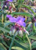 Tradescantia virginiana. Верхушка цветущего растения. Крым, Симферополь, ботсад университета. 27 октября 2009 г.