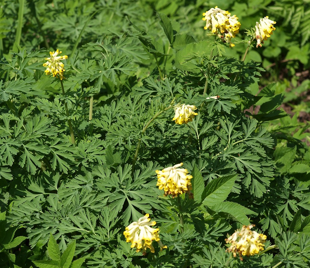 Image of Corydalis nobilis specimen.