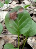 Pyrola rotundifolia