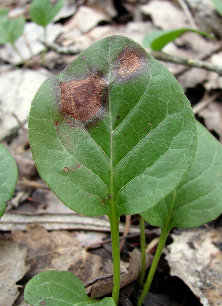 Изображение особи Pyrola rotundifolia.