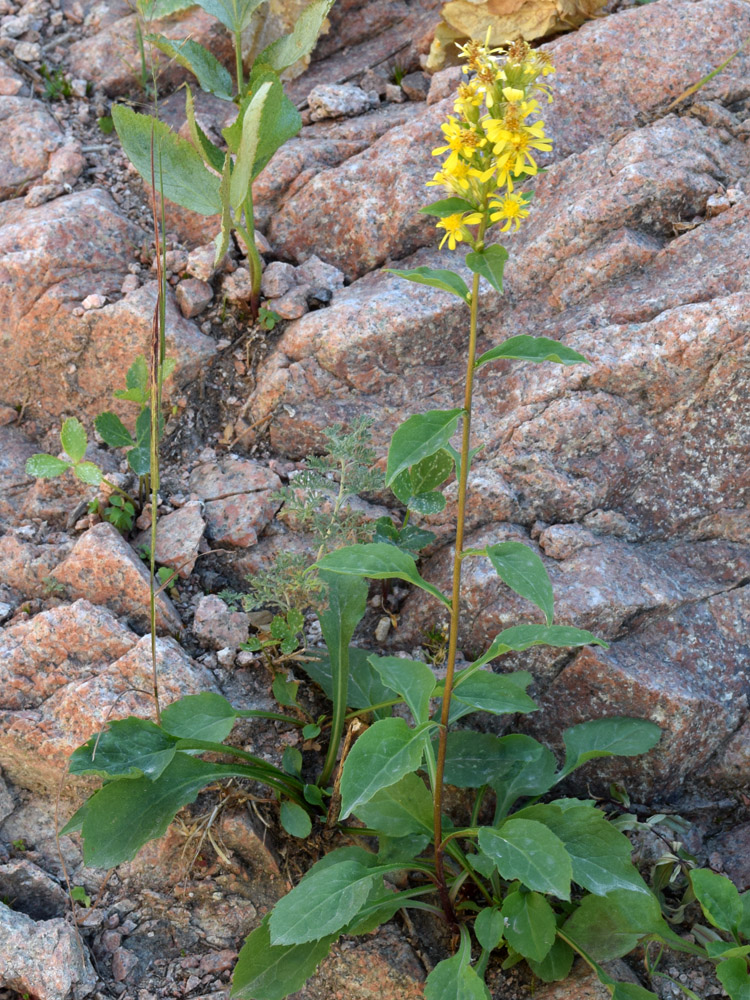 Изображение особи Solidago virgaurea ssp. dahurica.