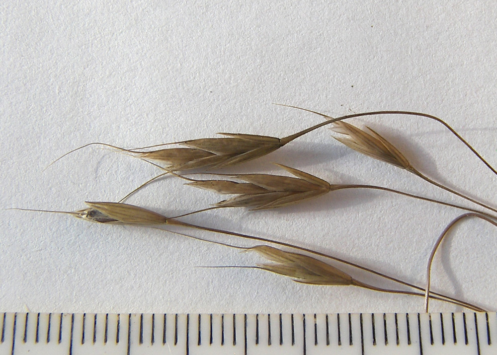 Image of Bromus arvensis specimen.