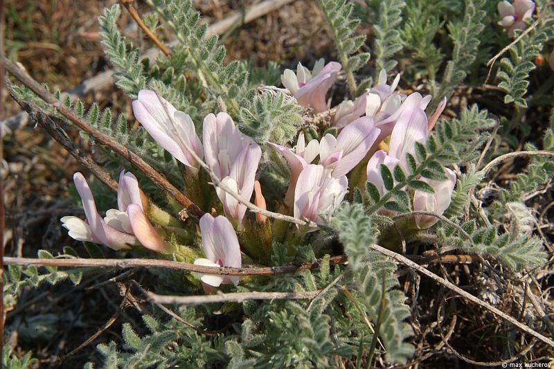 Изображение особи Astragalus testiculatus.