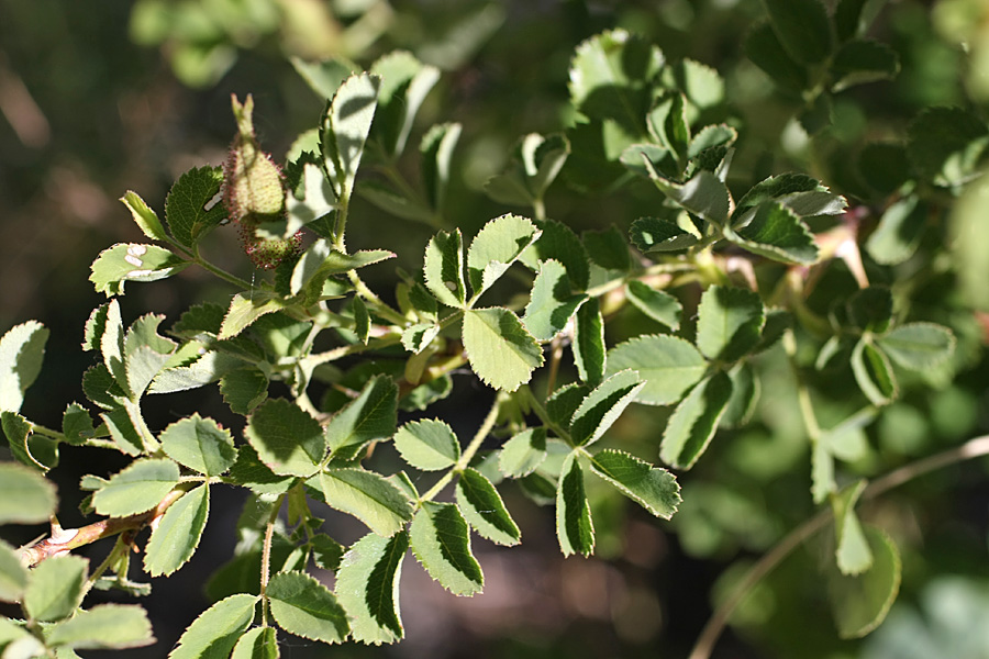 Image of Rosa fedtschenkoana specimen.