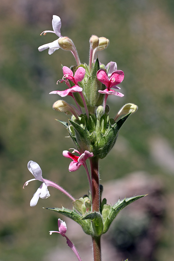 Image of Morina kokanica specimen.
